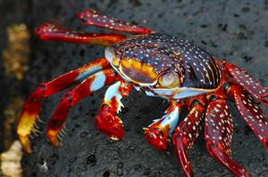 Sally LIghtfoot Crab by Ken Hackman 